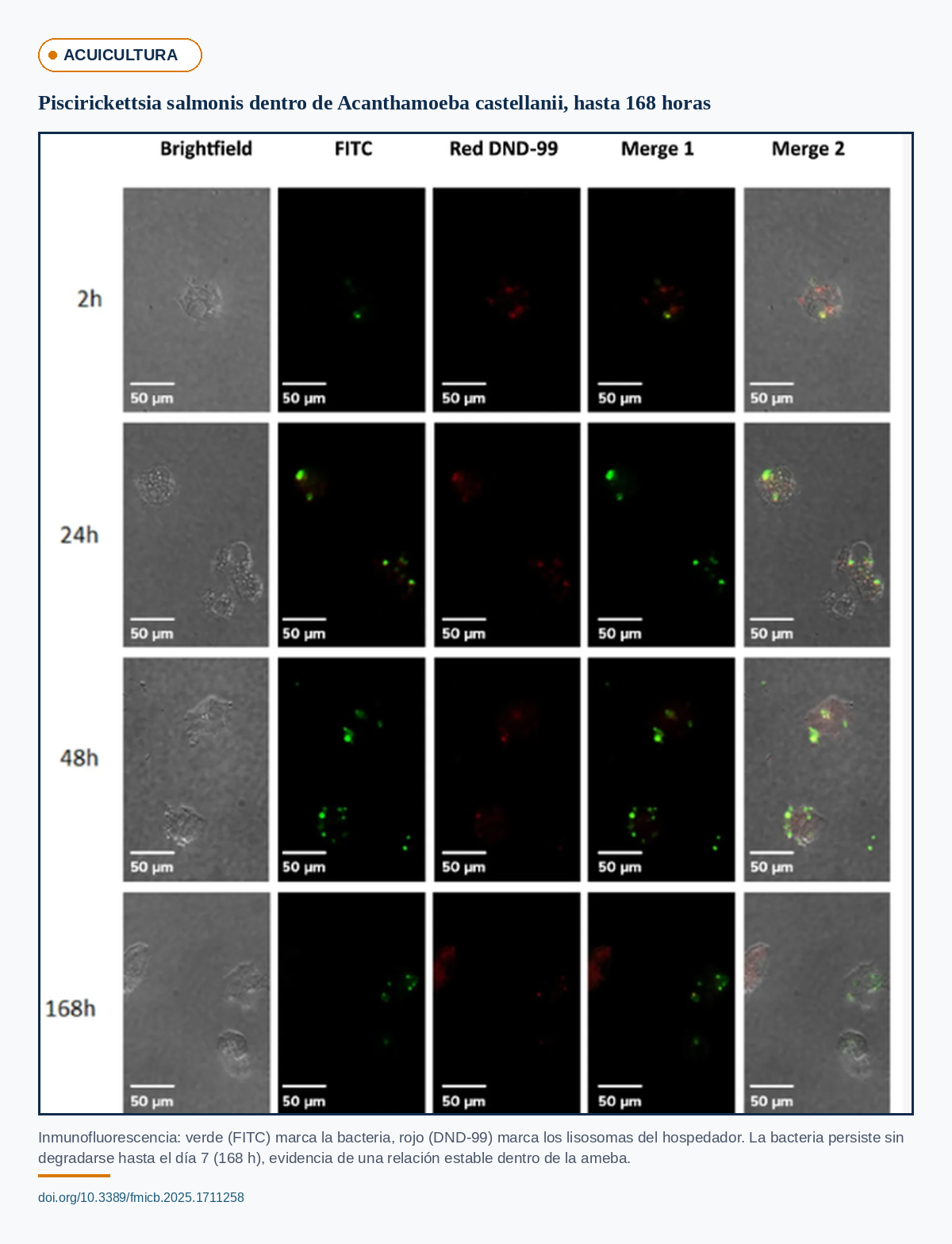 Inmunofluorescencia mostrando Piscirickettsia salmonis dentro de Acanthamoeba castellanii persistiendo hasta 168 horas, marcador verde FITC para la bacteria y rojo DND-99 para lisosomas del hospedador