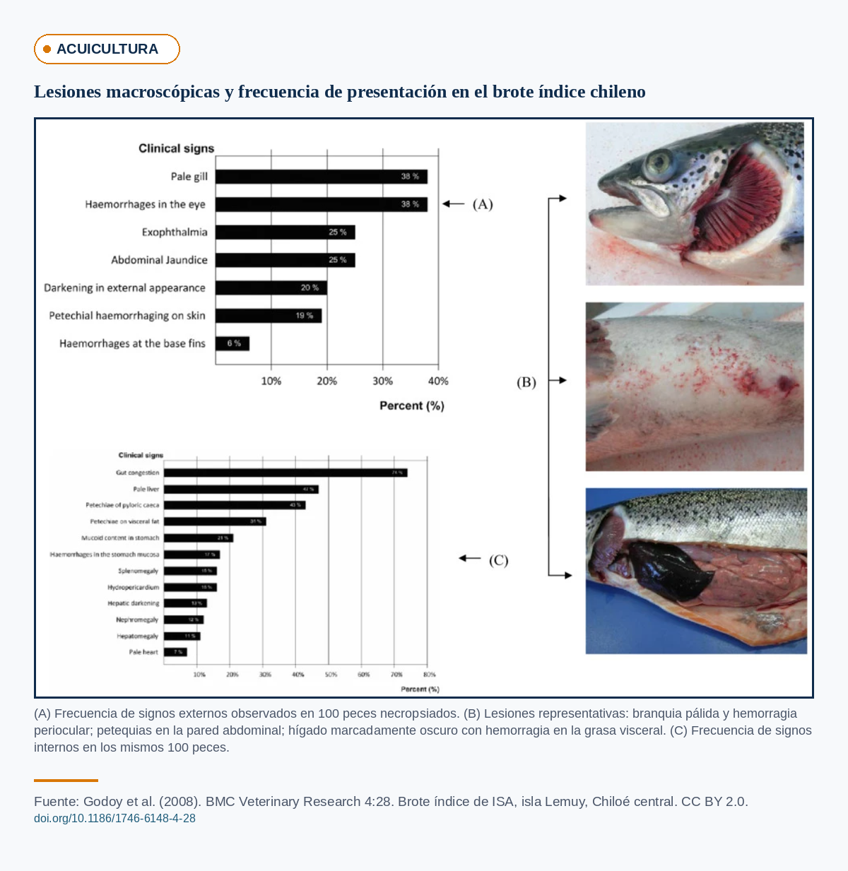Lesiones macroscópicas de virus ISA en salmón del Atlántico: frecuencia de signos externos e internos en 100 peces necropsiados del brote índice chileno, con branquia pálida, petequias abdominales e hígado oscuro con hemorragia visceral