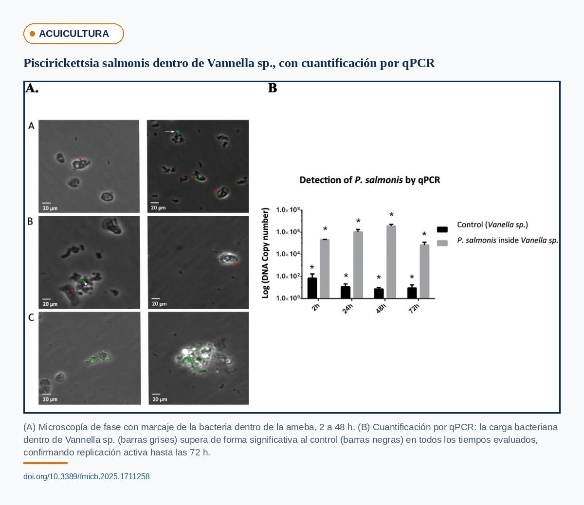 Cuantificación por qPCR de Piscirickettsia salmonis dentro de Vannella sp. mostrando replicación bacteriana significativa hasta 72 horas comparada con control