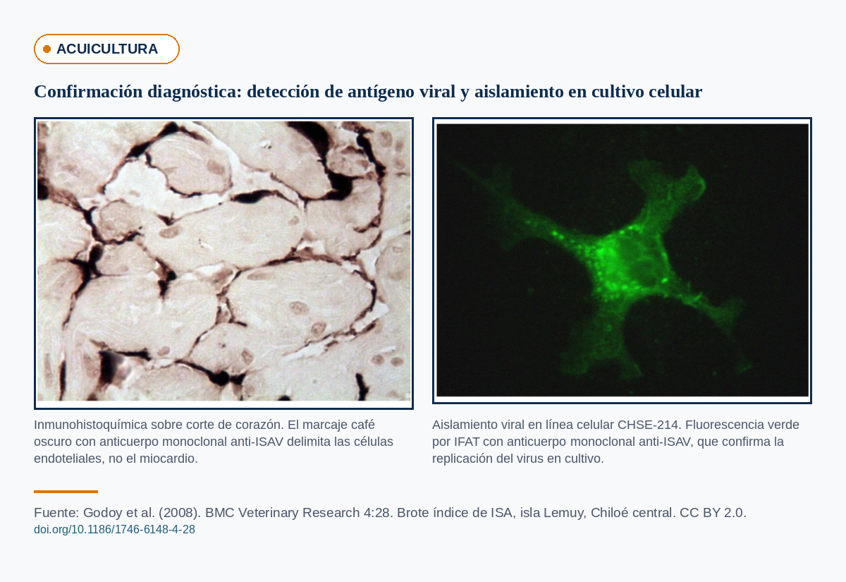 Diagnóstico de virus ISA: inmunohistoquímica de corazón con marcaje en células endoteliales, y aislamiento viral en línea celular CHSE-214 confirmado por IFAT