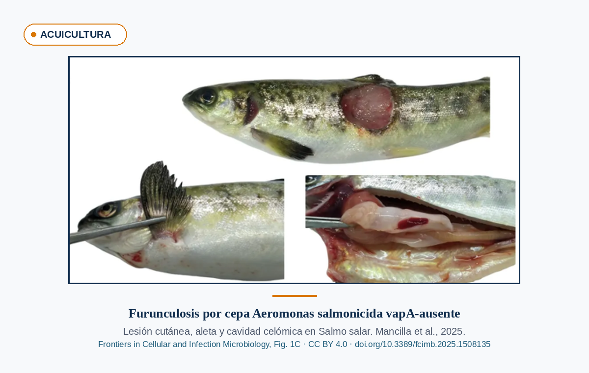 Lesión cutánea, examen de aleta y necropsia con cavidad celómica abierta en salmón afectado por furunculosis causada por cepa de Aeromonas salmonicida sin gen vapA