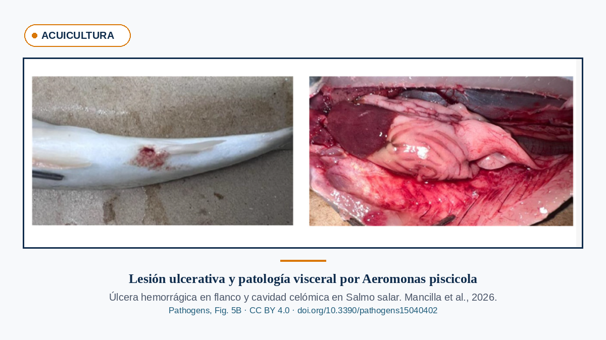 Úlcera hemorrágica cutánea y patología visceral en salmón afectado por furunculosis causada por Aeromonas piscicola