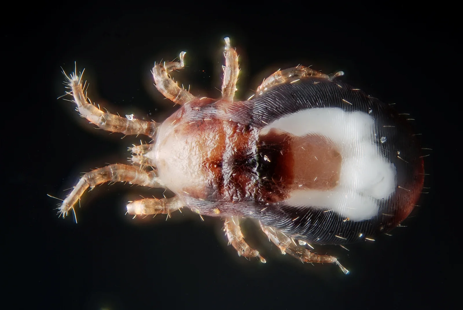 Ácaro del género Dermanyssus, probablemente D. gallinae, parásito hematófago de las aves de corral.