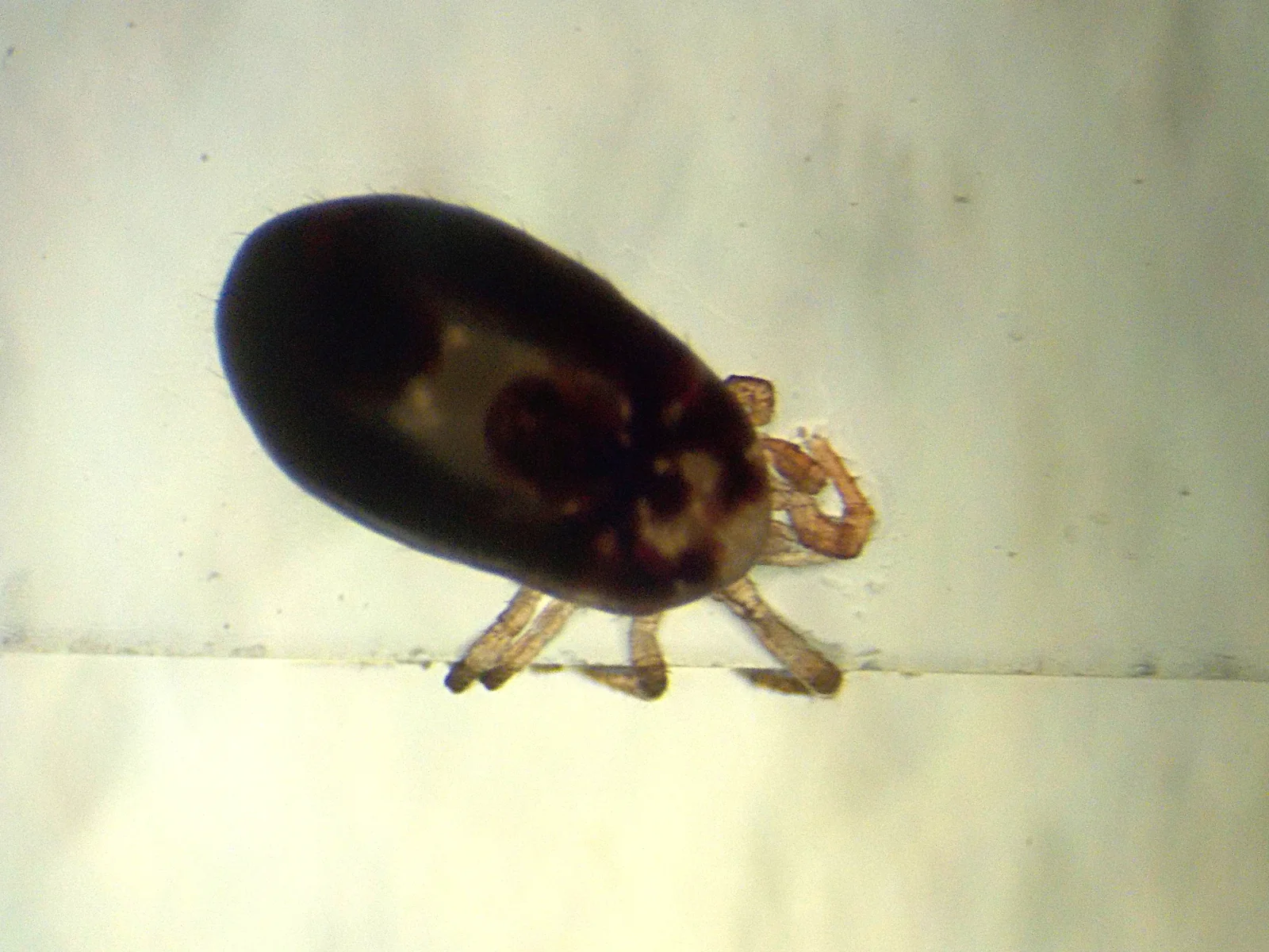 Dermanyssus gallinae obtenido de una gallina, vista al microscopio.