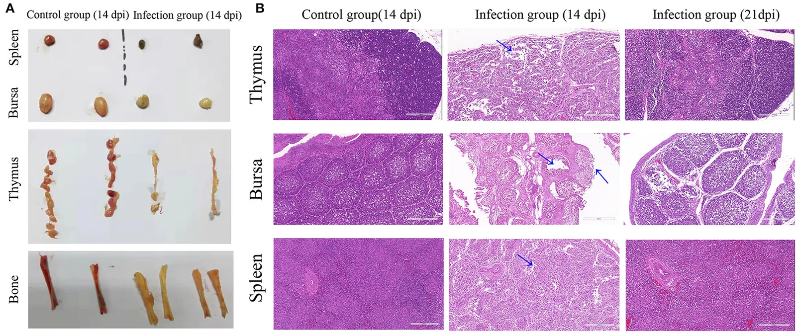 Infección experimental por el virus de la anemia del pollo: aspecto del bazo, la bolsa de Fabricio, el timo y la médula ósea frente a aves control (A) e histopatología de timo, bolsa y bazo (B).