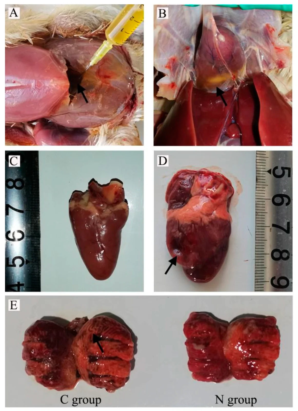 Ascitis inducida experimentalmente en pollos de engorde: líquido amarillo en el abdomen (A), derrame pericárdico (B), corazón normal (C) y corazón con ventrículo derecho dilatado y de pared delgada (D), y pulmones aumentados de tamaño frente a pulmones normales (E).