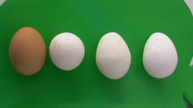 Huevos deformes y con pérdida de color de la cáscara durante un brote probable de bronquitis infecciosa en reproductoras.