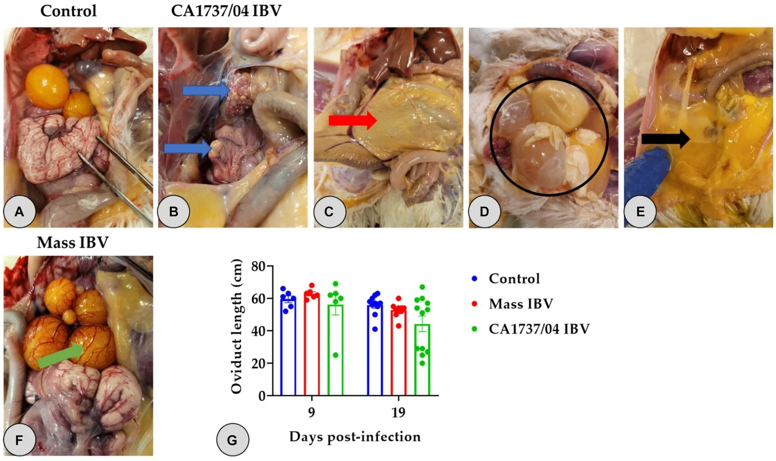 Lesiones reproductivas en gallinas de postura infectadas en forma experimental: control sano (A); ovario y oviducto regresionados, peritoneo amarillento y yema libre en la cavidad con una cepa GI-25 (B a E); folículos congestionados con una cepa Massachusetts (F); largo del oviducto (G).