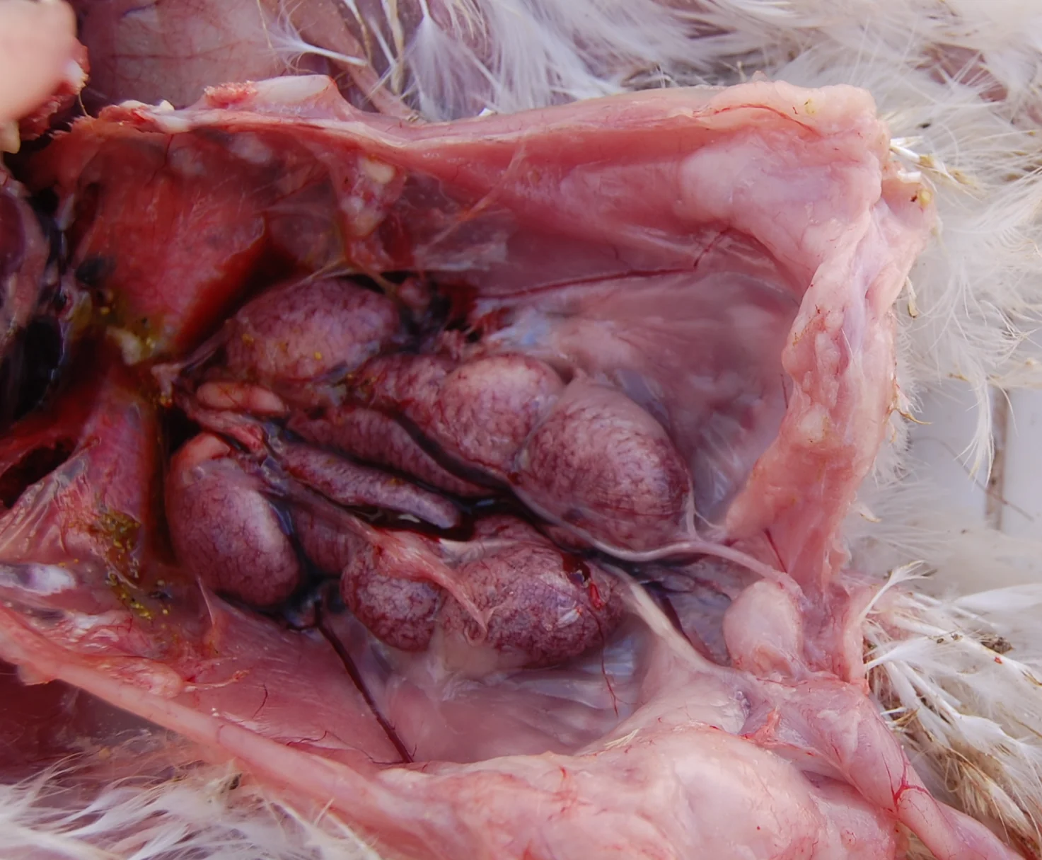 Nefritis en un pollo de engorde con bronquitis infecciosa.