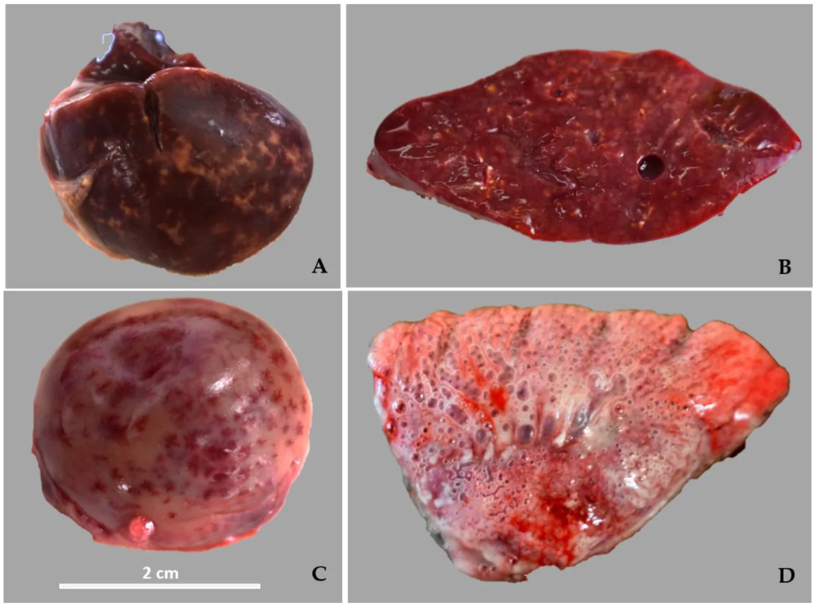 Brote de clamidiosis en un criadero de psitácidos en Argentina: hígado de aspecto marmoleado con manchas blanco-amarillentas (A, B), bazo aumentado, pálido y moteado (C) y pulmón edematoso y congestivo (D).