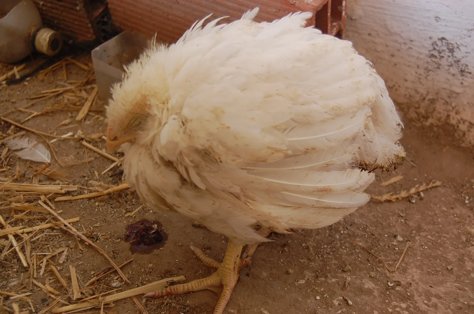 Pollo de engorde con coccidiosis cecal aguda: plumas erizadas y decaimiento. Al fondo se ven heces con sangre.