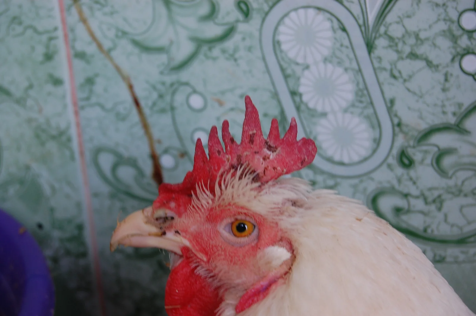 Lesiones en la cresta y las barbillas de un gallo reproductor con cólera aviar.