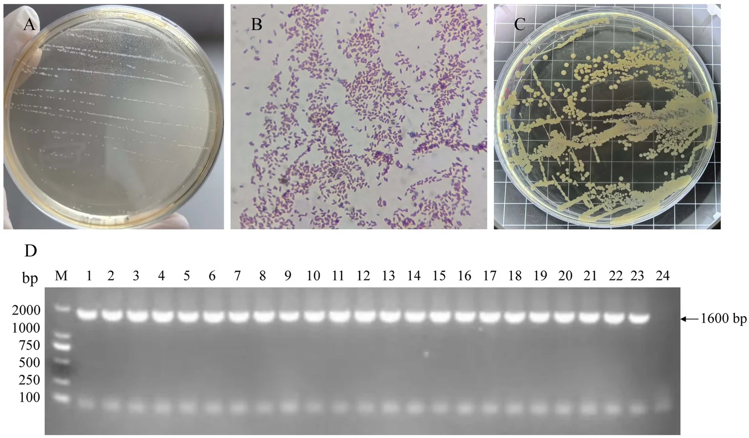 Aislamiento de A. paragallinarum: colonias en agar suplementado (A), cocobacilos gramnegativos (B), crecimiento satélite alrededor de Staphylococcus aureus (C) y PCR del gen hmtp210 (D).