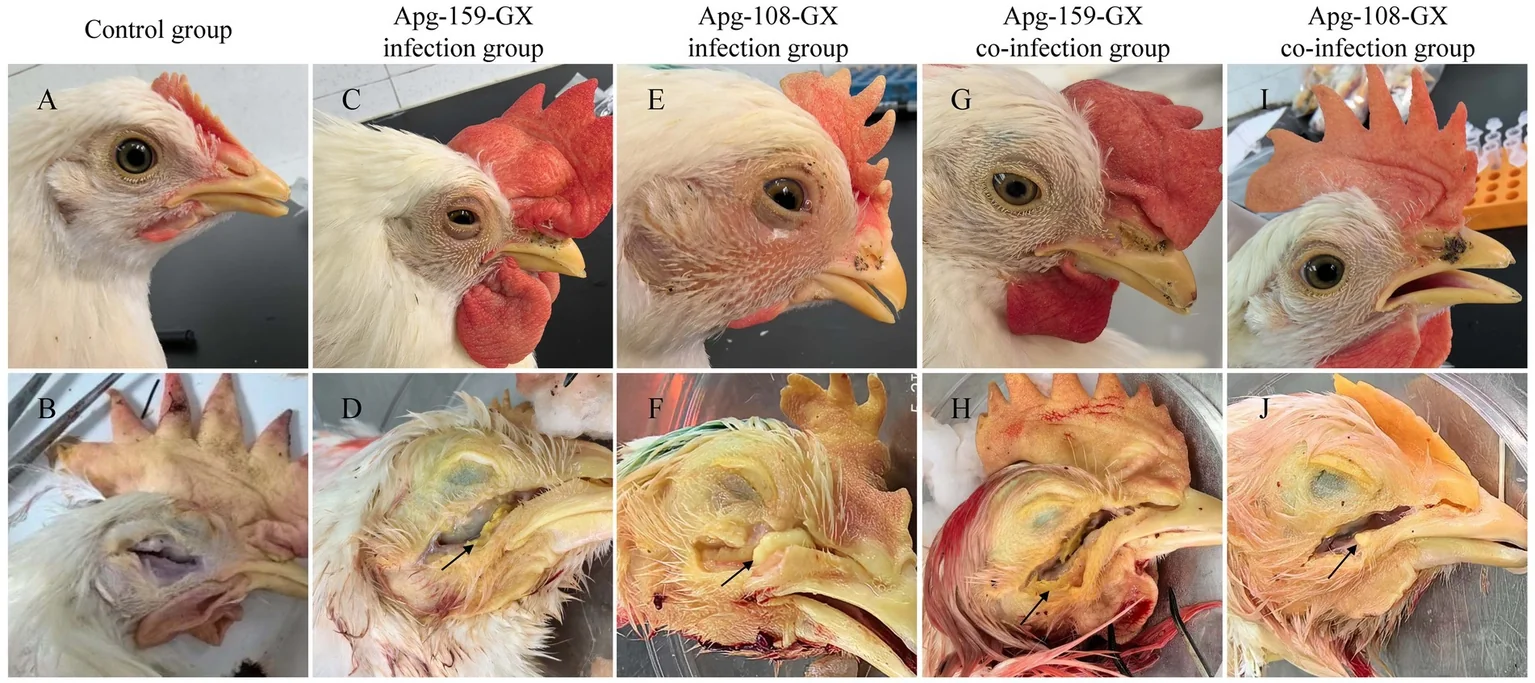 Coriza infecciosa experimental en pollos: ave control (A), ojos semicerrados con conjuntivitis e inflamación periocular (C, E) y exudado caseoso amarillo en el seno infraorbitario (D, F).
