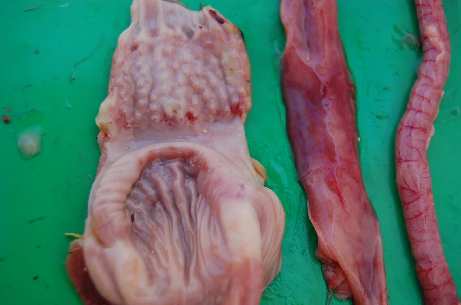 Pollitos de 14 días con enfermedad de Newcastle: petequias en el proventrículo y la molleja, e inflamación del duodeno vista por fuera y por dentro.