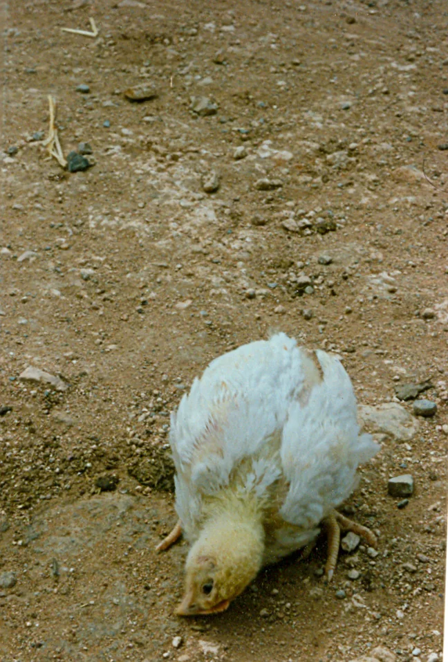 Pollo de engorde con tortícolis, uno de los signos nerviosos de la enfermedad de Newcastle.
