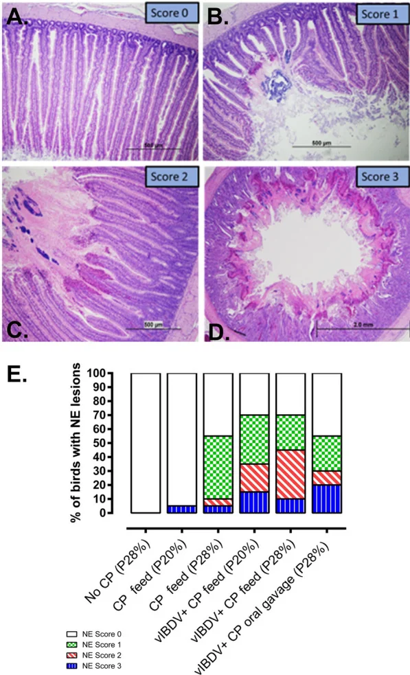 Grados histológicos de la enteritis necrótica en el yeyuno: mucosa normal (A), necrosis leve y focal de vellosidades (B), moderada y multifocal (C) y grave y difusa (D), con el porcentaje de lesiones por grupo (E).