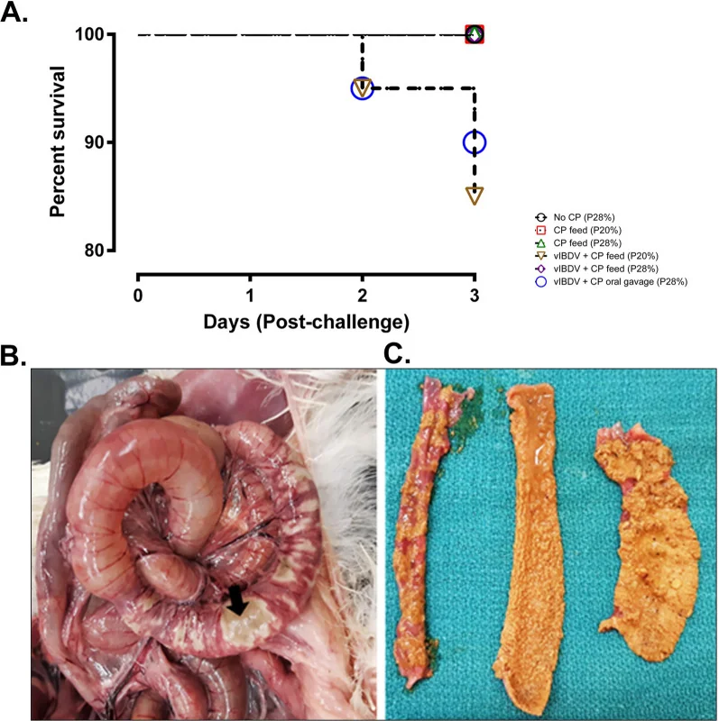 Enteritis necrótica inducida en pollos de engorde: mortalidad de los grupos predispuestos con Gumboro variante (A), yeyuno dilatado con áreas necróticas vistas desde la serosa (B, flecha) y necrosis aguda difusa de la mucosa (C).