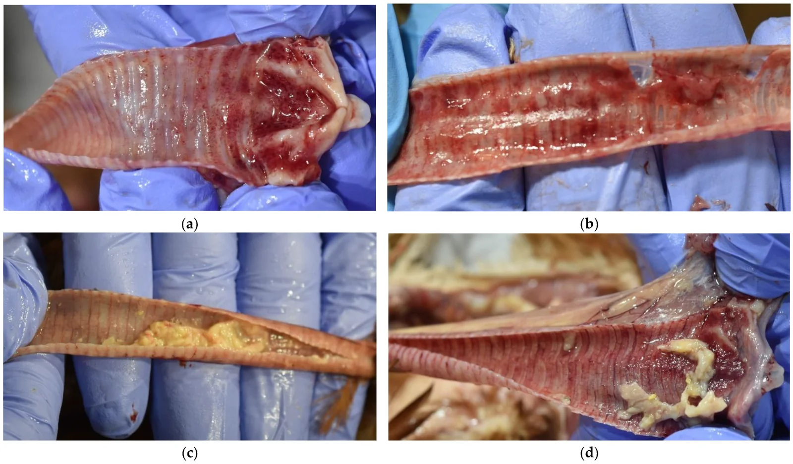 Tráqueas de gallinas con laringotraqueítis infecciosa en un brote en Serbia: inflamación de la mucosa de laringe y tráquea con exudado hemorrágico (a y b) y placas caseosas amarillas en la luz (c y d).