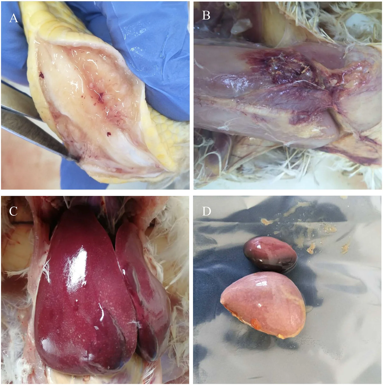 Reproductoras pesadas con leucosis por ALV-J: tumores mieloides en hueso (A) e hígado (C), hemorragia muscular (B) y bazo aumentado de tamaño (D).