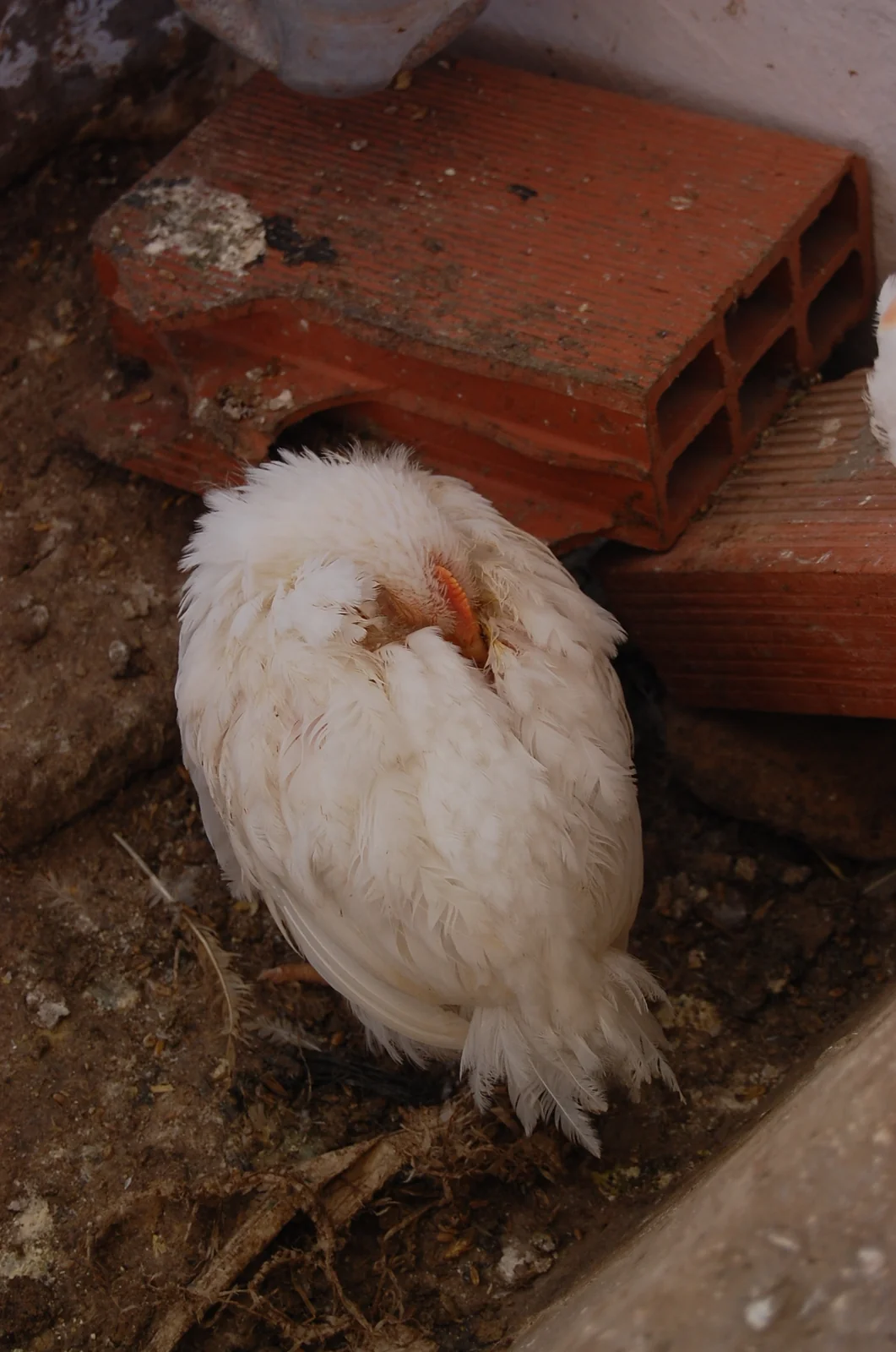 Pollo de engorde con síndrome de cabeza hinchada, en actitud de sueño por decaimiento.