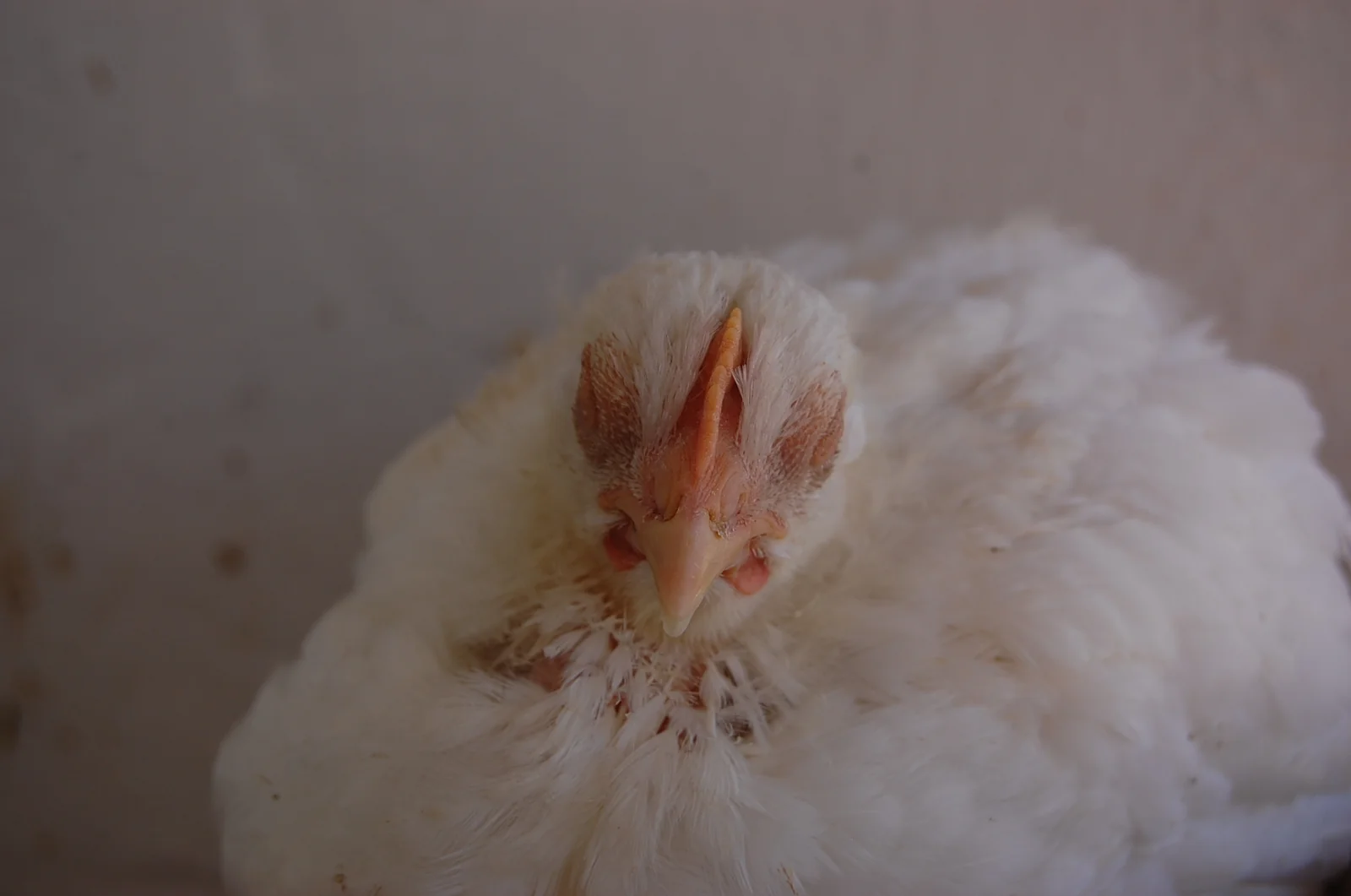 Pollo de engorde con síndrome de cabeza hinchada, cuadro que puede asociarse a metapneumovirus aviar.