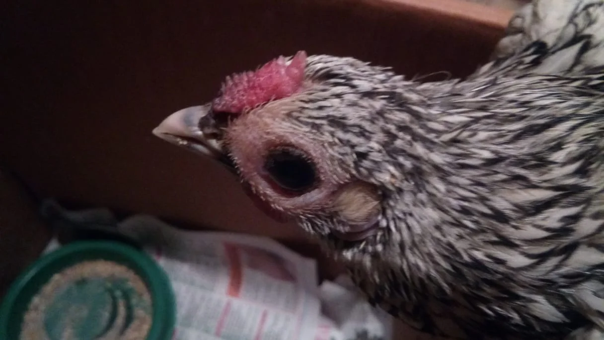 Gallina con inflamación alrededor del ojo, el signo conocido como cabeza de búho, atribuido a micoplasmosis por el autor de la foto. No se informa confirmación de laboratorio.