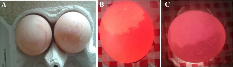 Huevos con anomalía del ápice de la cáscara en gallinas infectadas en forma experimental con M. synoviae: superficie alterada y más translúcida (a), zona demarcada en el ápice al ovoscopio (b) y aumento de la translucidez (c).