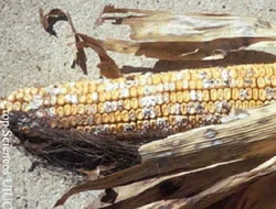 Pudrición de mazorca de maíz por Fusarium verticillioides y F. proliferatum, hongos productores de fumonisinas.