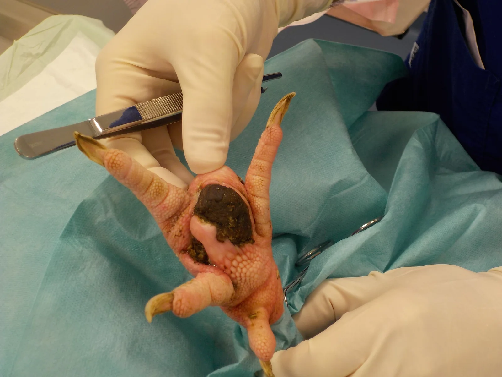 Pododermatitis (bumblefoot) en un gallo anestesiado, justo antes de la cirugía.