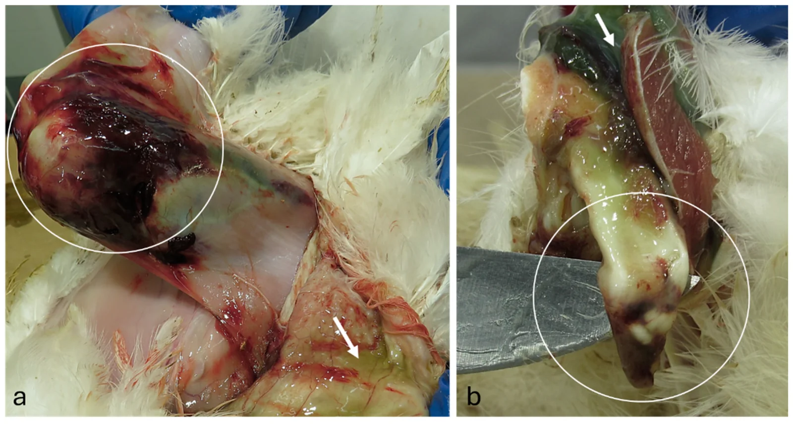 Reproductoras pesadas con reovirosis: hemorragia alrededor de la articulación femorotibiotarsiana con edema subcutáneo (a) y rotura de los tendones flexores a nivel del tarso, con hemorragia y edema en el músculo vecino (b).