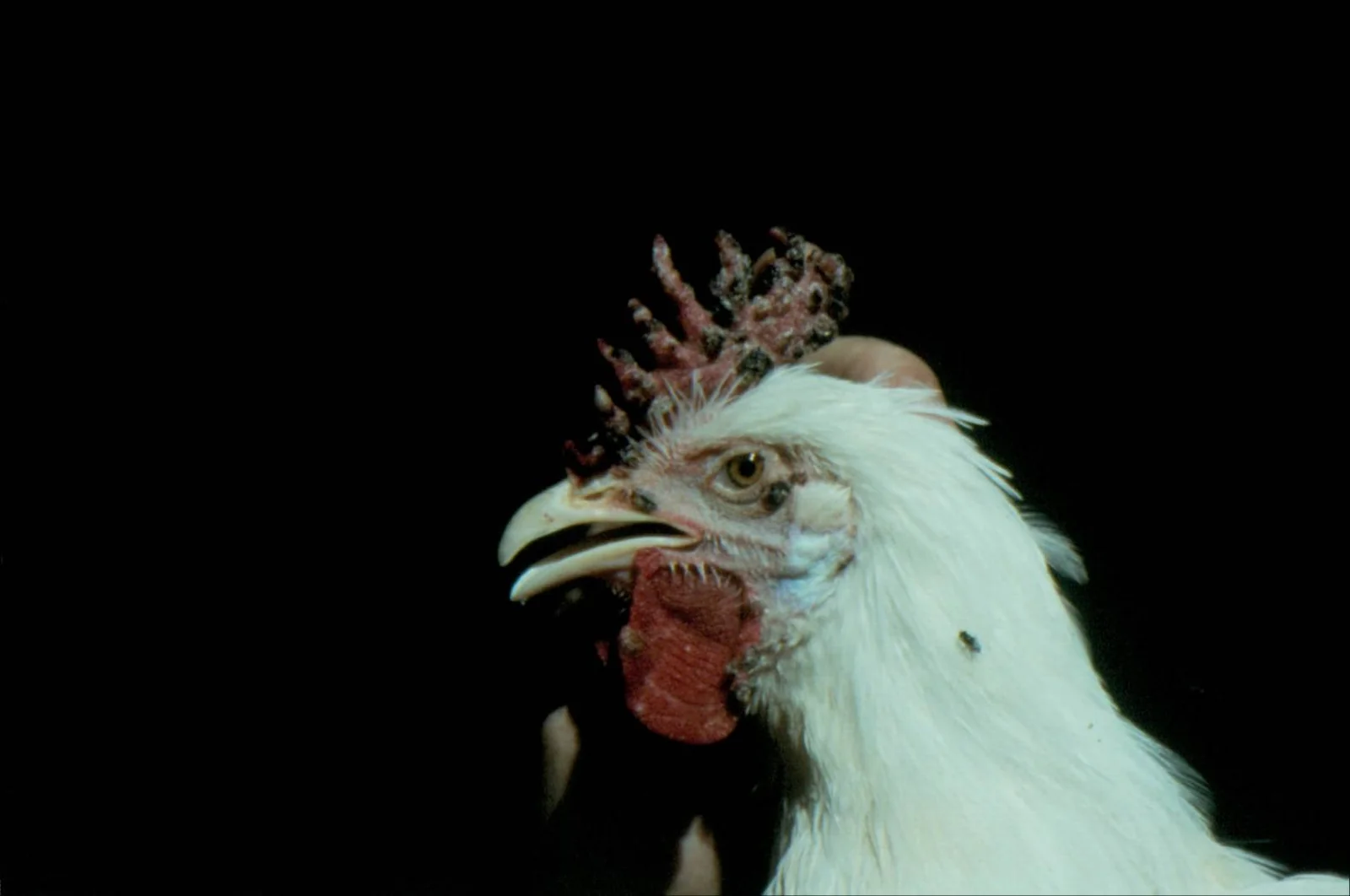Lesiones de viruela aviar en la piel de una gallina.