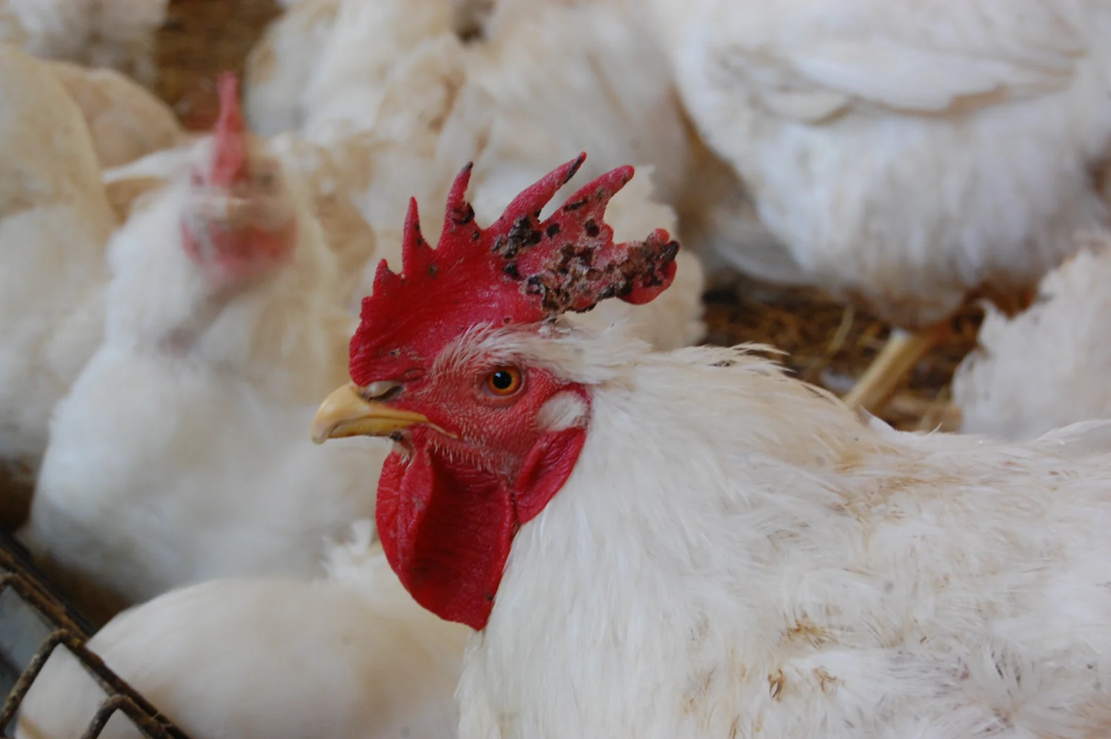 Viruela aviar cutánea en un gallo reproductor no vacunado en la recría, con conjuntivitis.