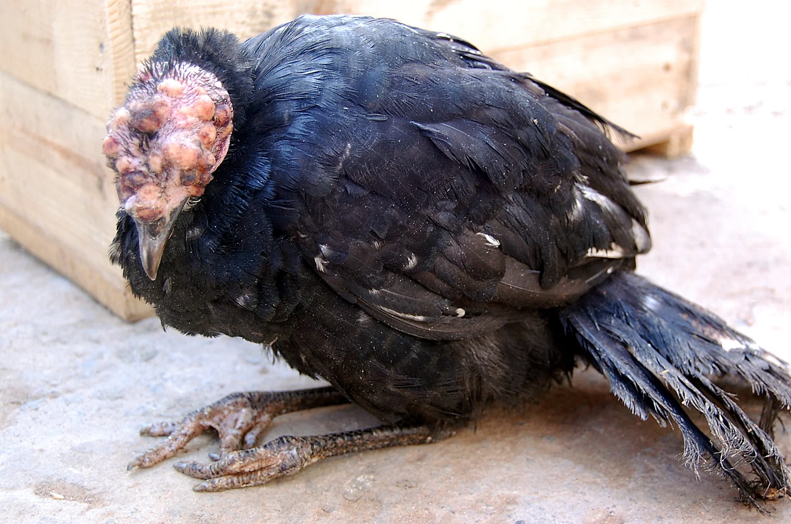 Viruela aviar en fase inflamatoria en una pava.