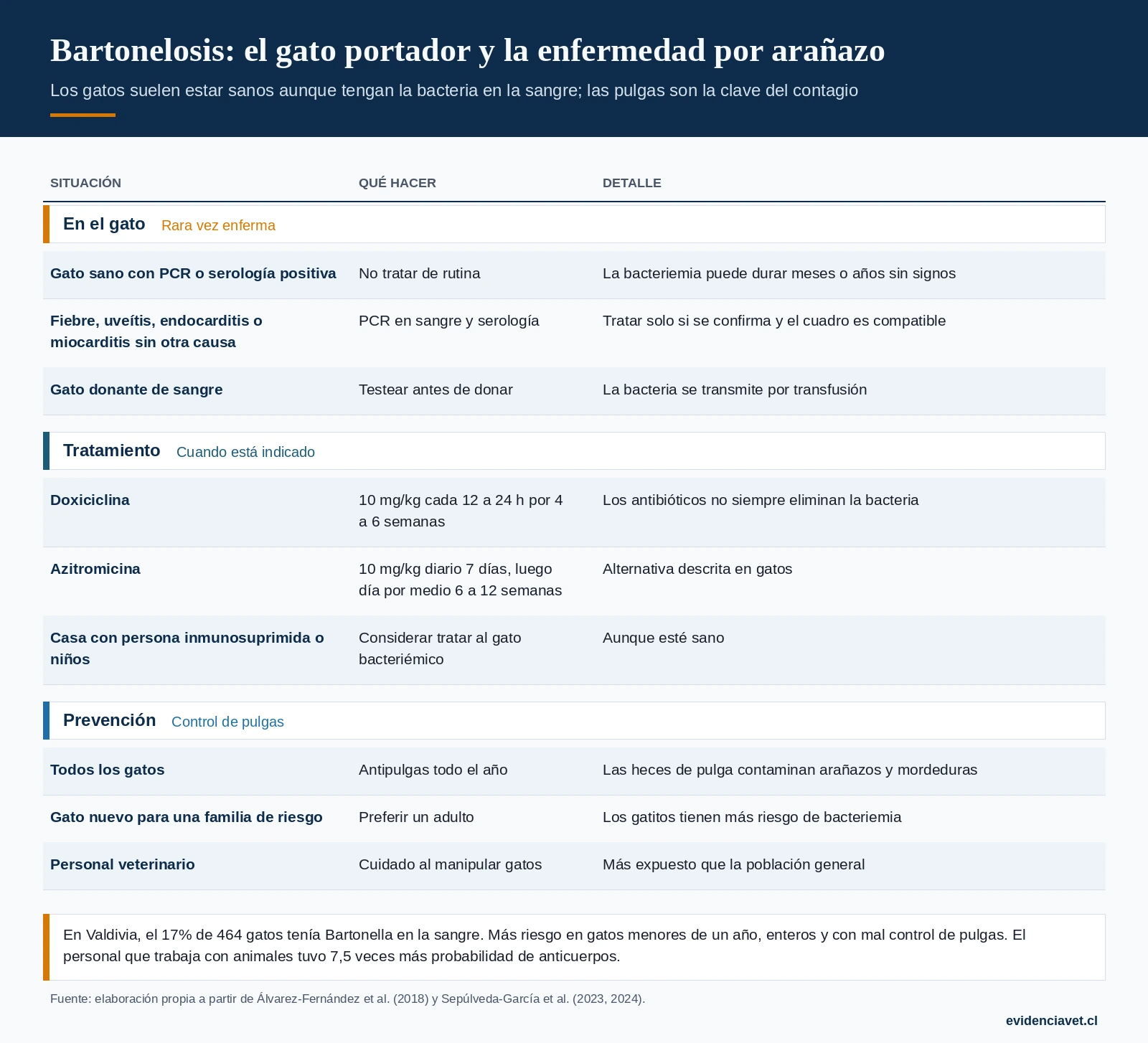 Cuándo investigar y tratar Bartonella en el gato, y cómo prevenir el contagio a las personas.