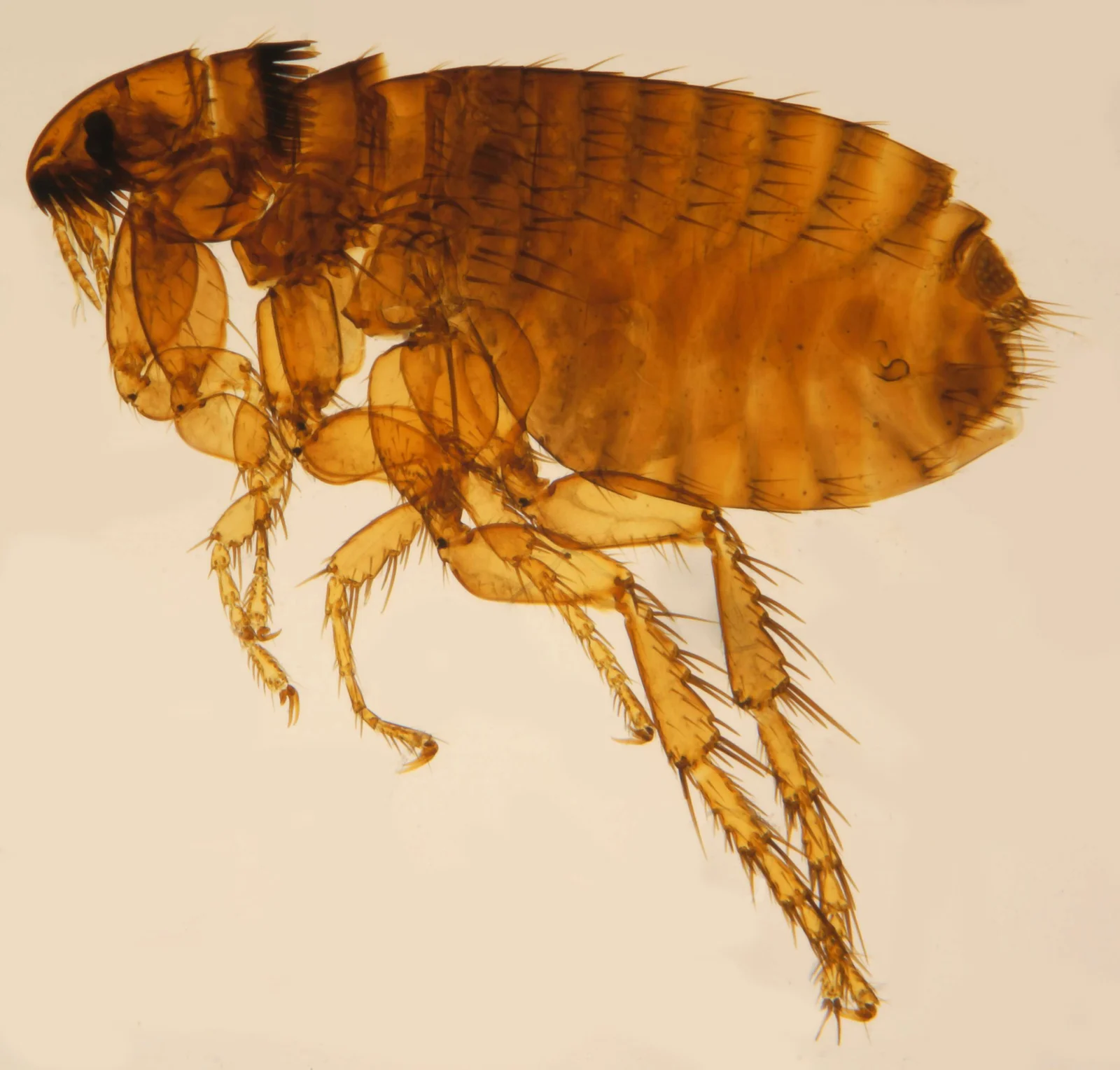 Pulga del gato (Ctenocephalides felis), hembra. Sus heces contaminan el pelaje y las uñas del gato y transmiten Bartonella.