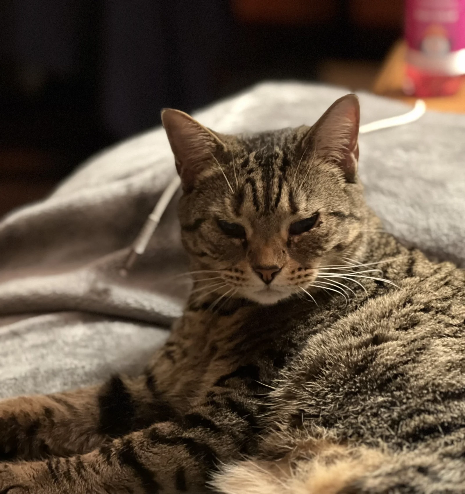 Gato atigrado de 5 años con rinotraqueítis viral felina, con signos leves bajo tratamiento.