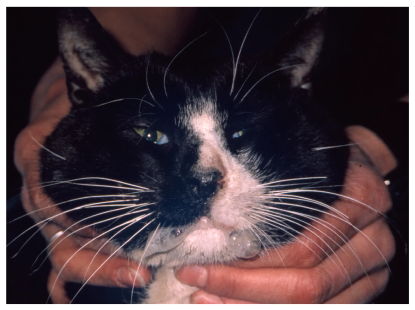 Hipersalivación en un gato con calicivirus. Las úlceras de la lengua pueden ser muy dolorosas e impedir que coma y beba.