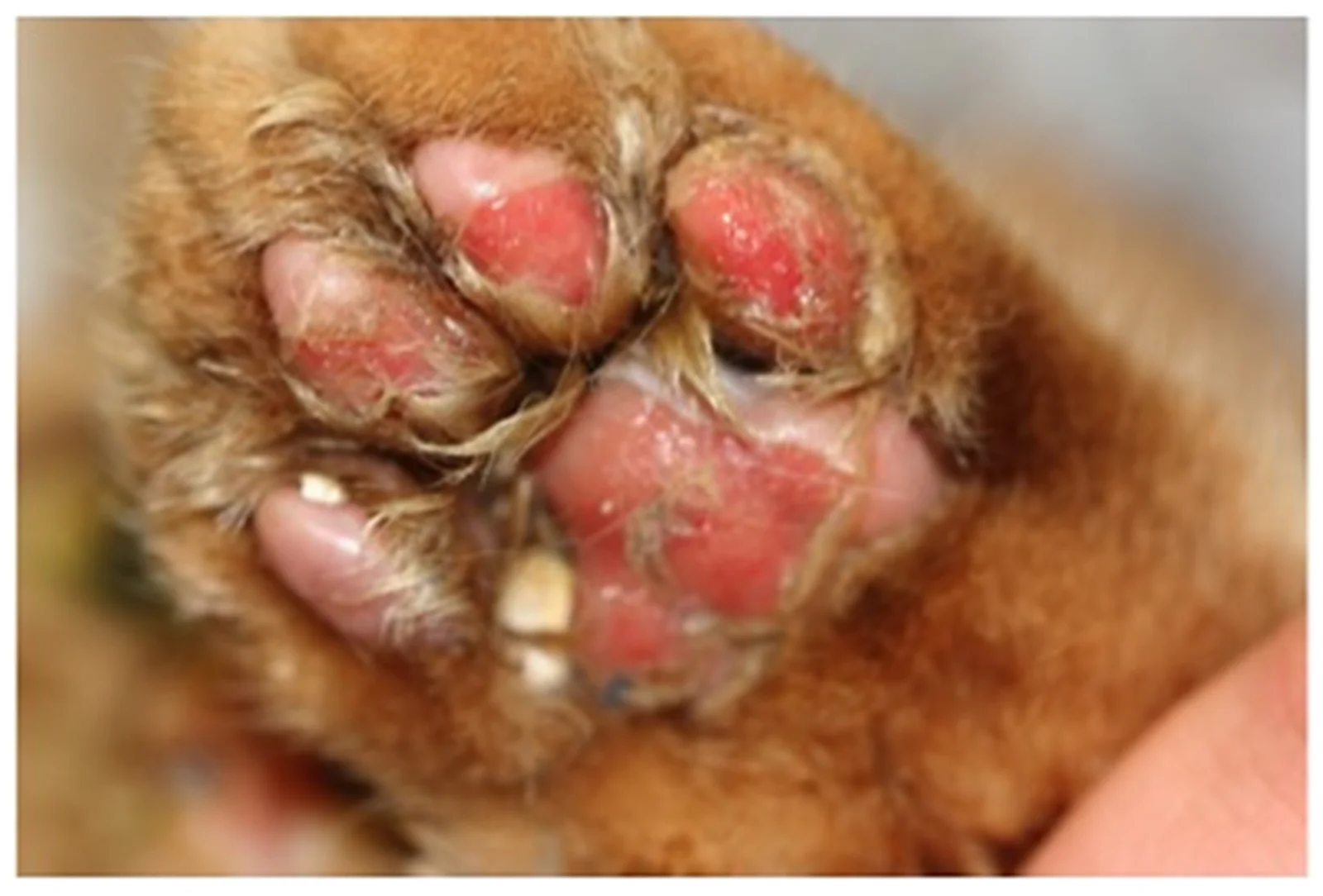 Excoriaciones en las patas de un gato con calicivirus sistémico virulento.