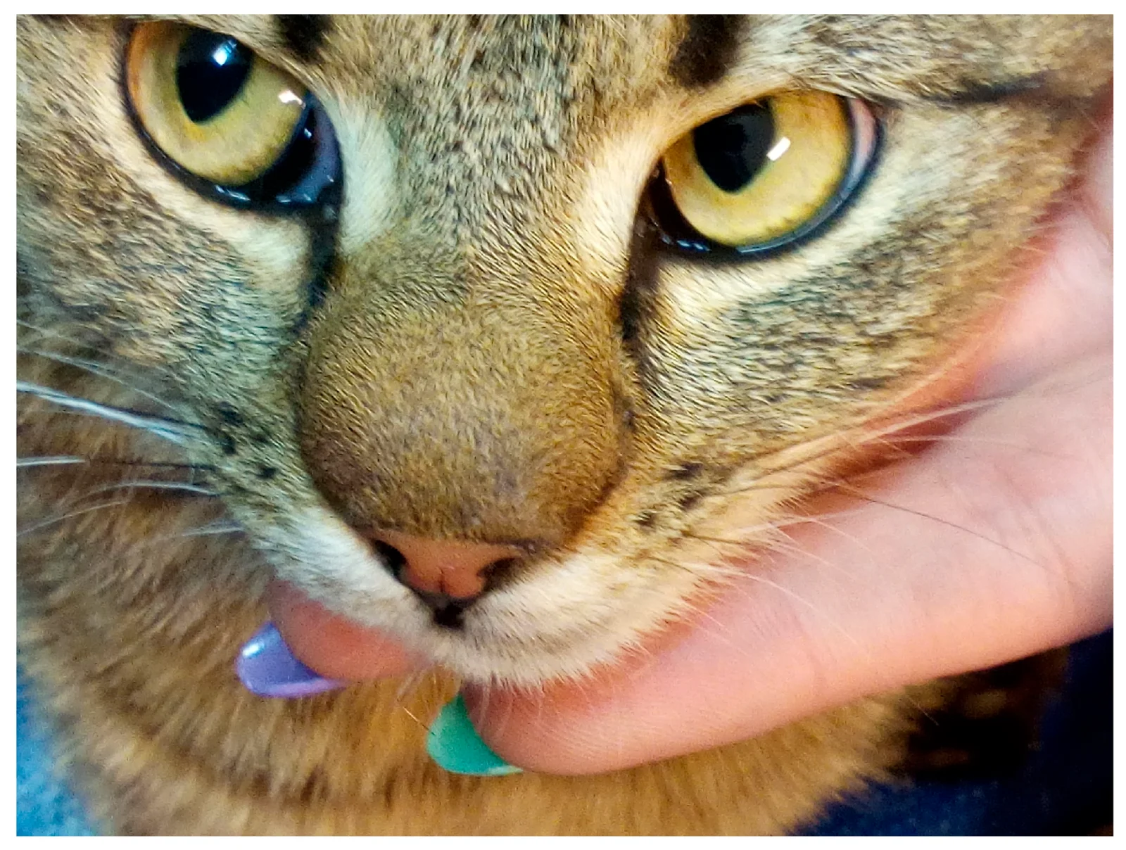 Gato con criptococosis diagnosticada por citología: aumento de volumen de la nariz, sin lesiones de la piel.