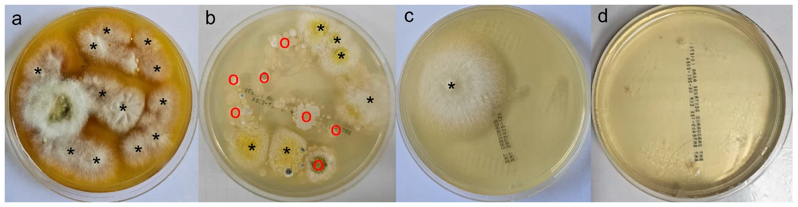 Placas de cultivo de pelo tomado con cepillo, clasificadas según el número de colonias por placa: (a) 10 o más, (b) 5 a 9, (c) 1 a 4 y (d) sin crecimiento. El puntaje ayuda a seguir la respuesta al tratamiento.