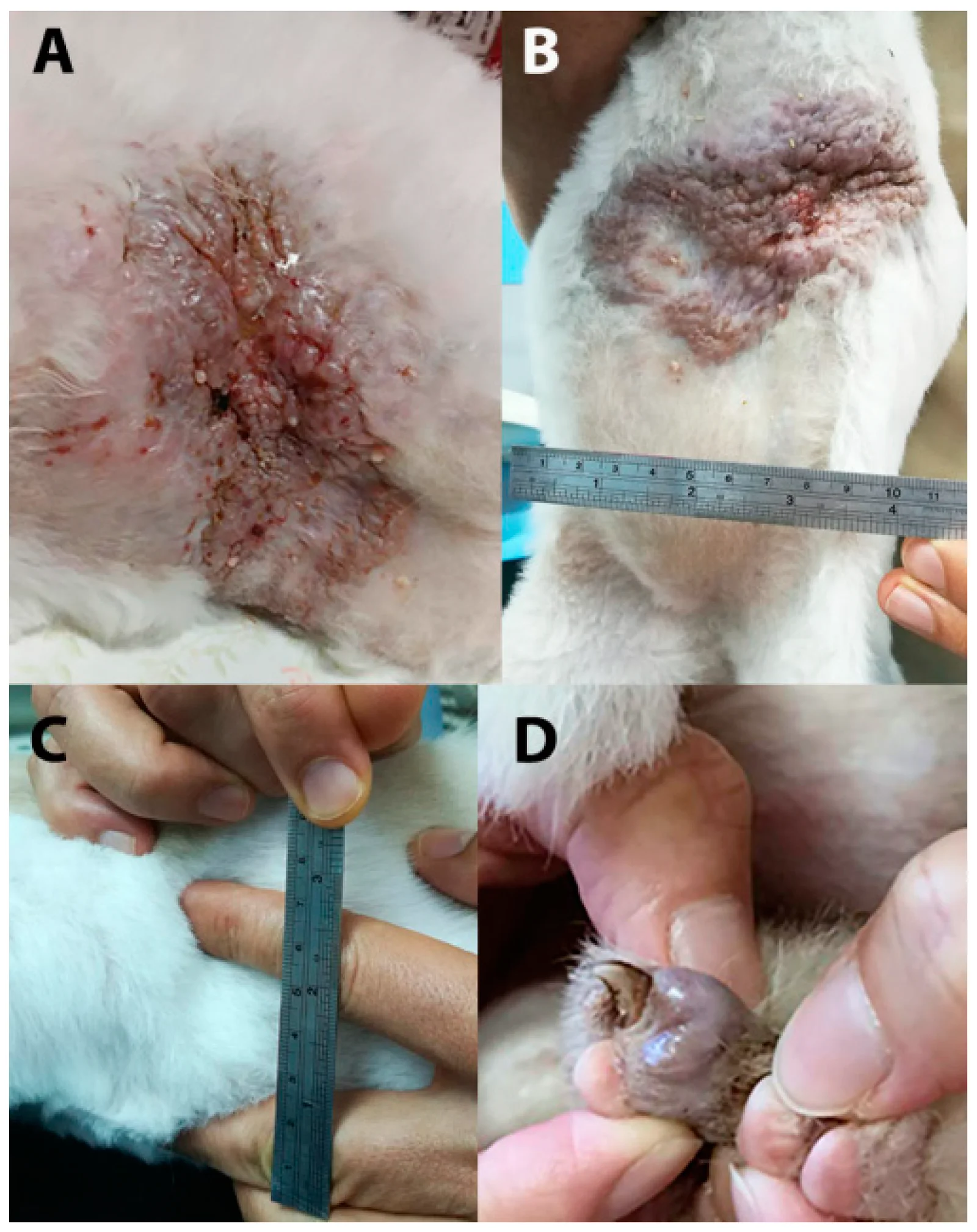 Pseudomicetoma dermatofítico por M. canis en un gato: (A) piel ventral del abdomen ulcerada y engrosada; (B) piel afectada que quedó después de 3 meses de itraconazol y luego terbinafina, antes de resecarla.
