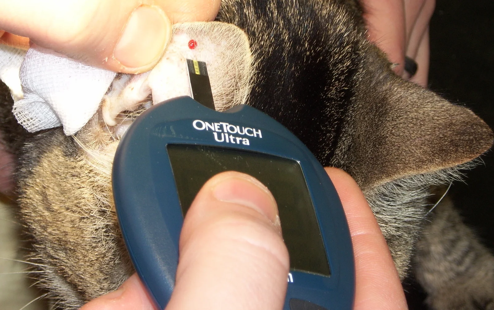 Medición de glucosa en sangre capilar de la oreja de un gato diabético con un glucómetro portátil.