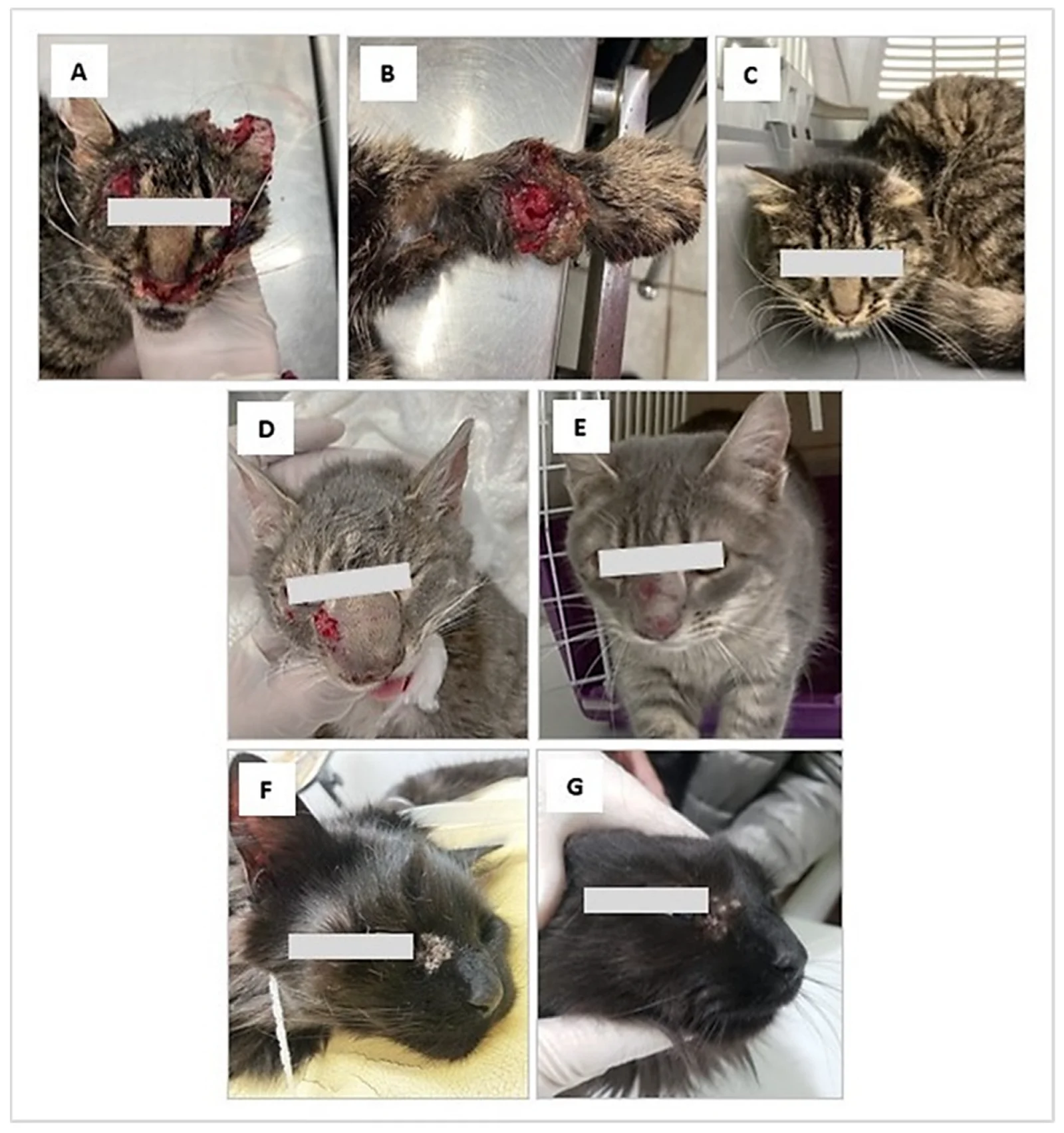 Gatos con esporotricosis en Magallanes, Chile. (A, B) Úlceras en la cabeza y el miembro anterior, con laceración de la oreja. (D) Erosiones serosanguinolentas cerca del ojo, con deformación del tabique nasal. (F) Lesión periocular. (C, E, G) Evolución con tratamiento.