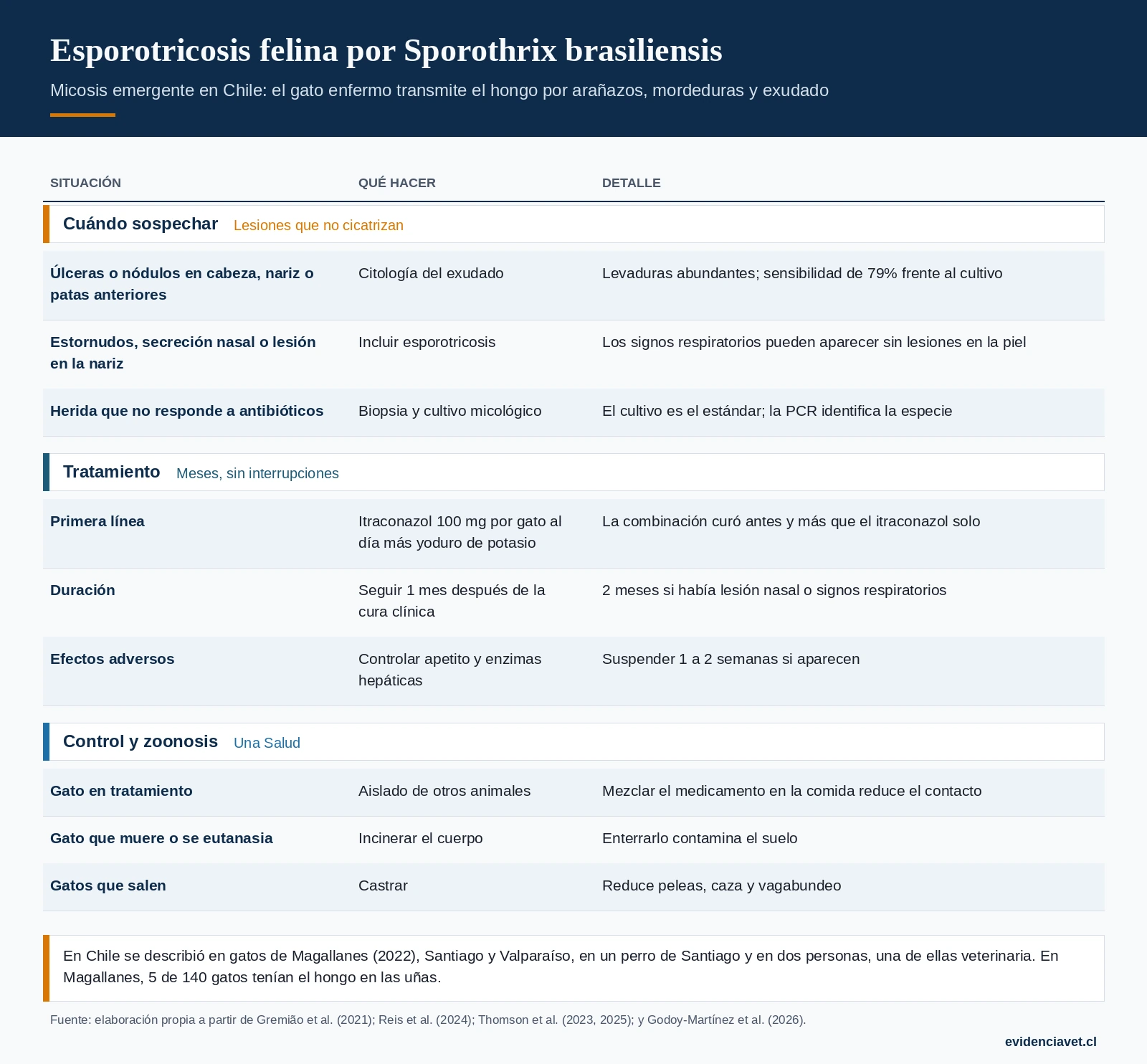 Cuándo sospechar esporotricosis felina, cómo tratarla y qué medidas evitan el contagio a personas y otros animales.