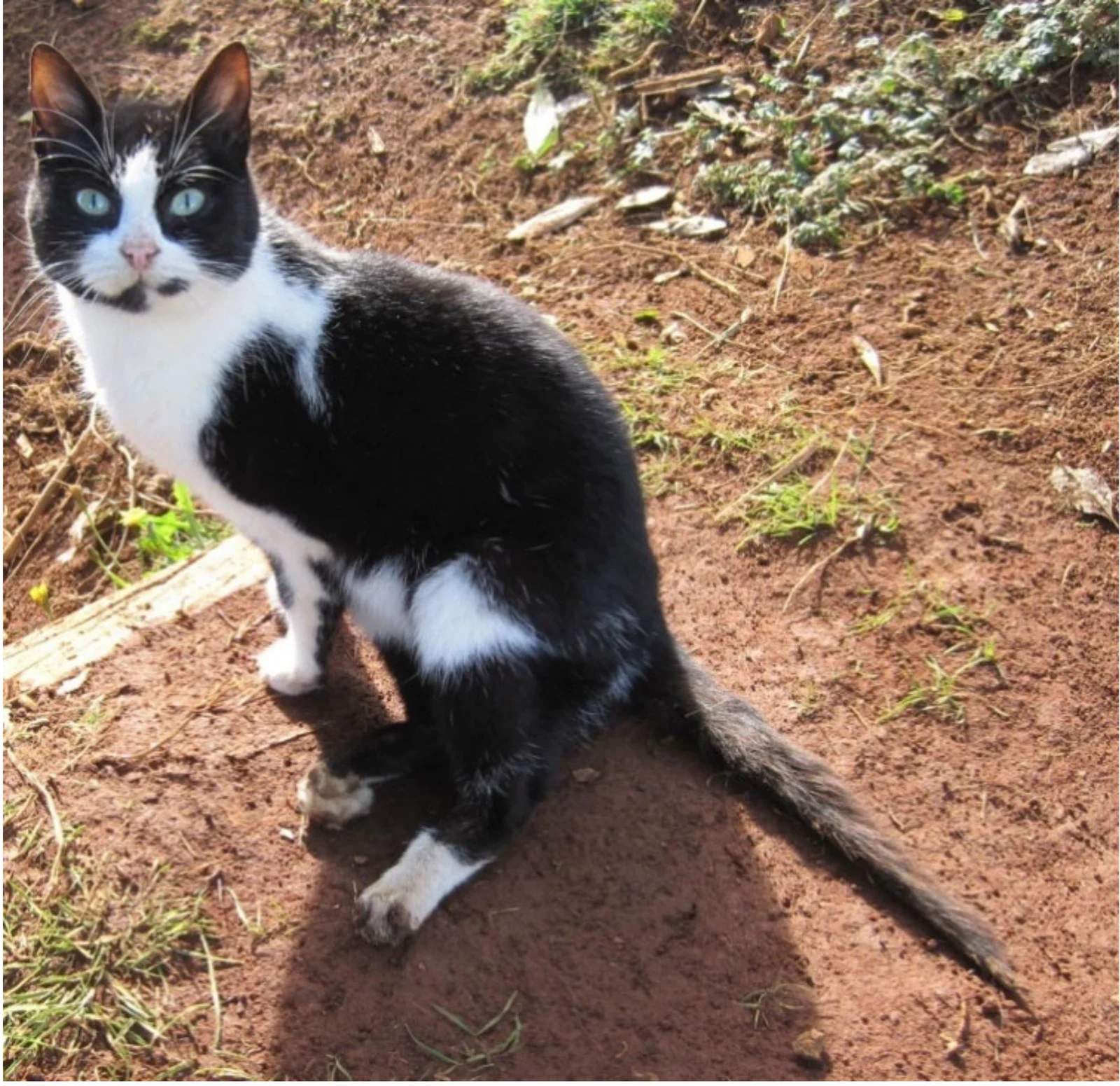 Gato doméstico de una zona endémica del sur de Chile con paraparesia por Gurltia paralysans.