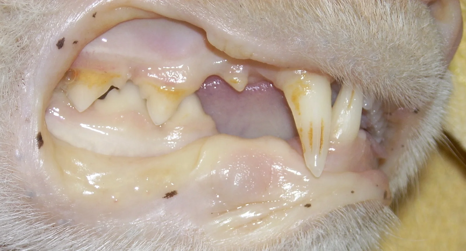 Ictericia en un gato con infección por FeLV; la bilirrubina sanguínea fue de 65,1 µmol/L (normal menor de 3,4).