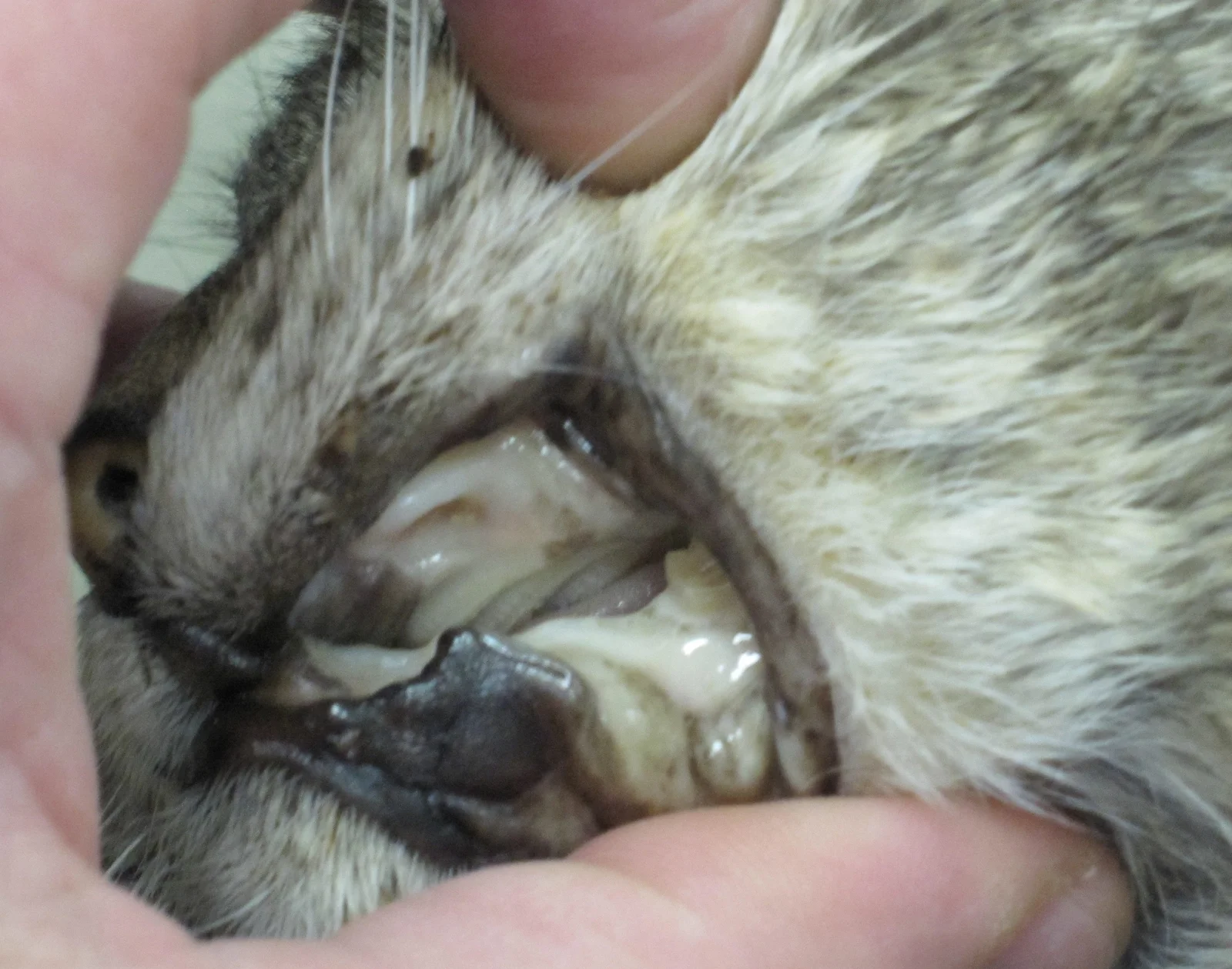 Mucosas pálidas por anemia en un gato con leucemia felina.