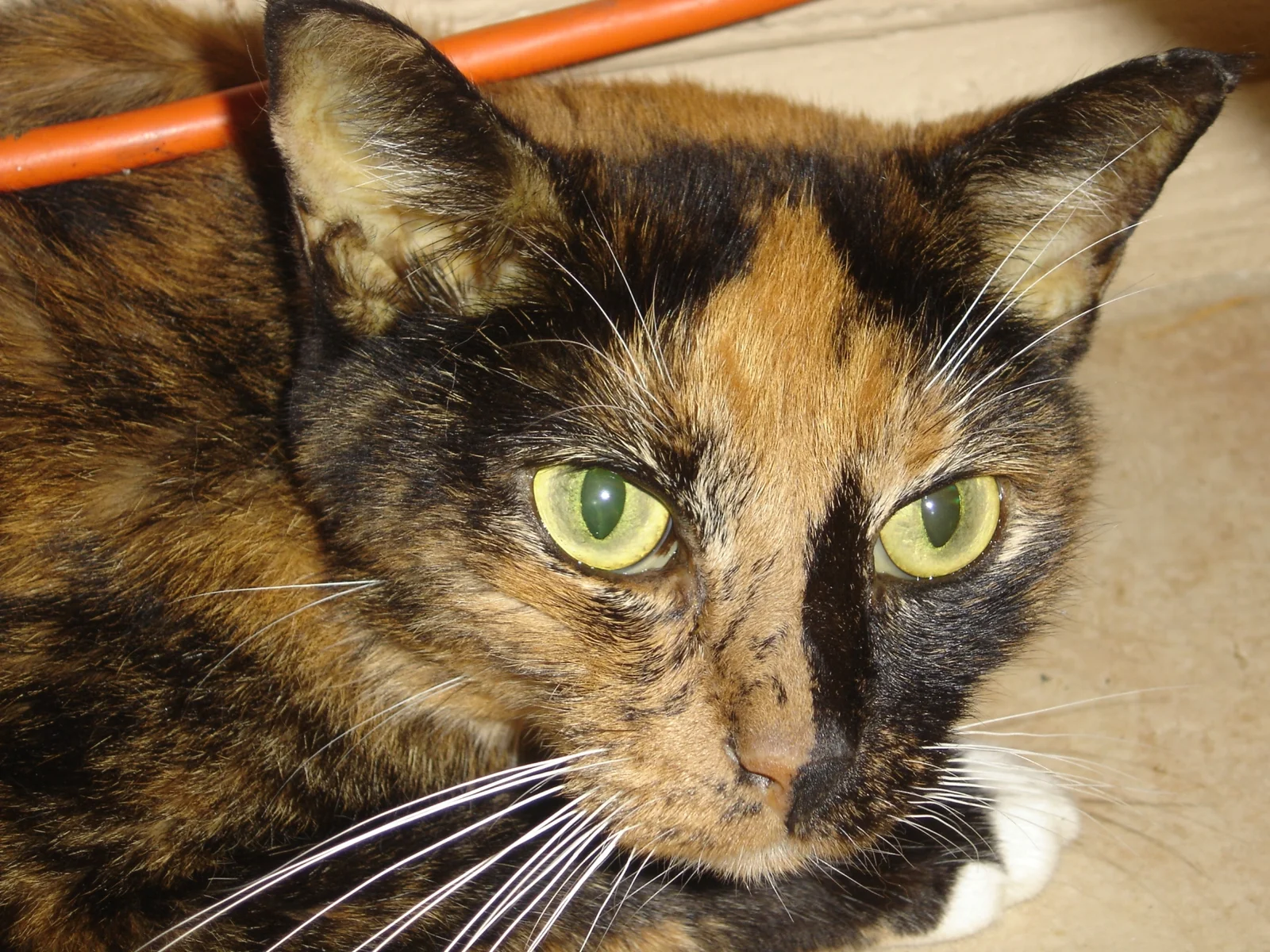 Gata con lipidosis hepática avanzada. La ictericia se ve en las orejas y en la membrana del ojo.