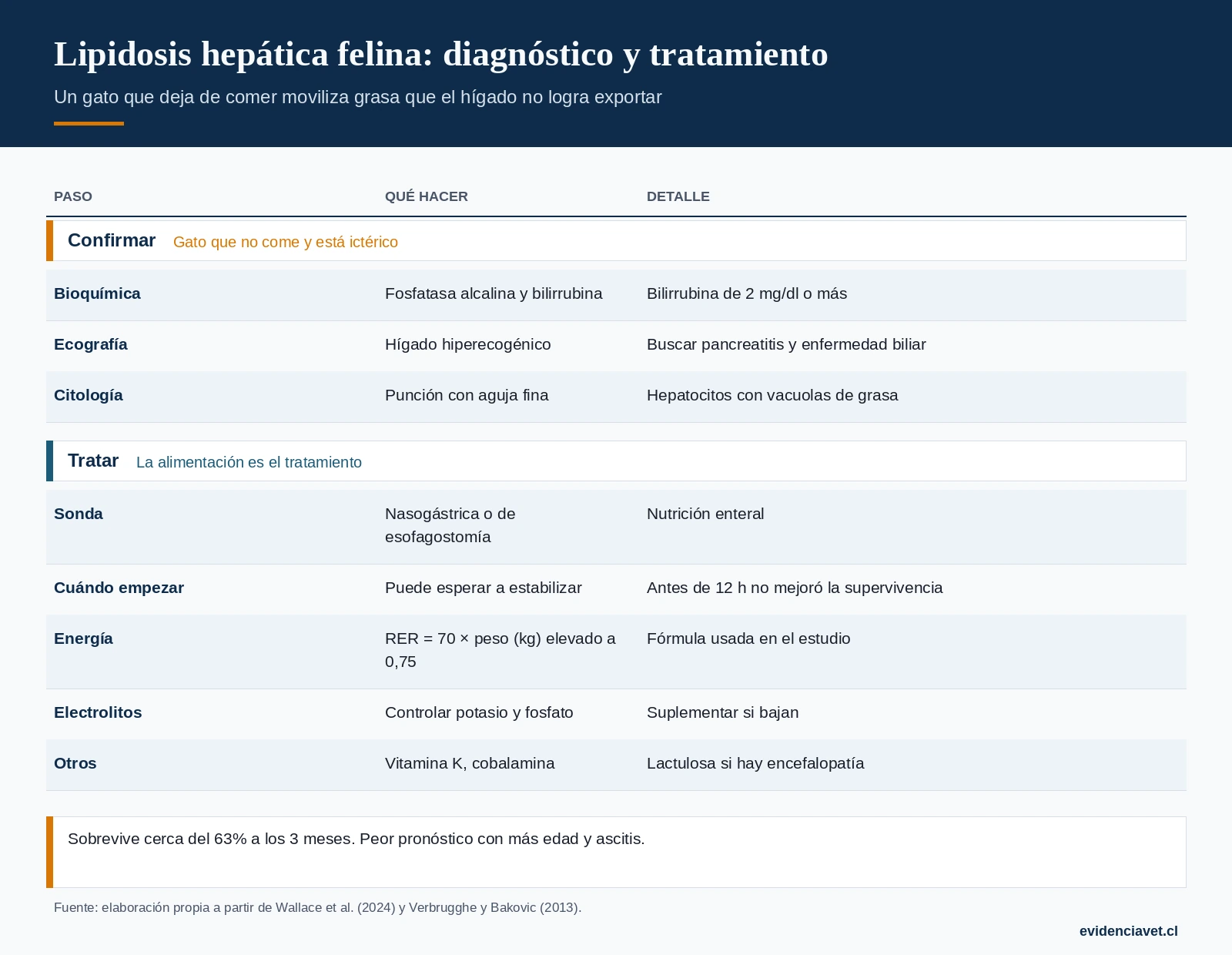 Cómo se produce la lipidosis hepática felina, cómo se confirma y los pilares del tratamiento.